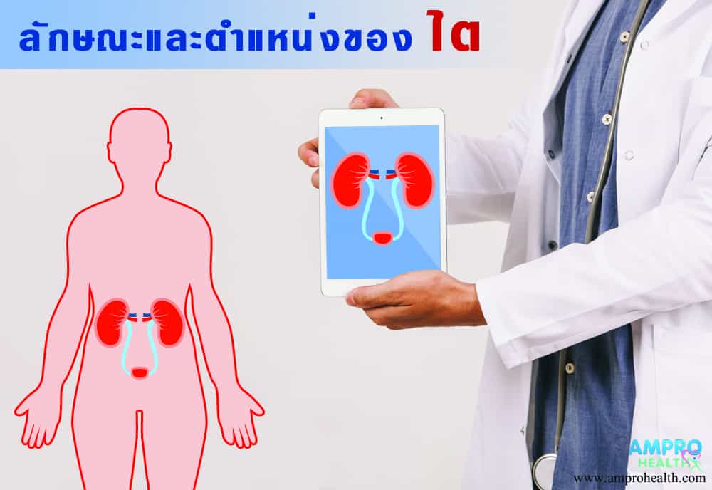 ตำแหน่งของไตและการรักษาไตวายเรื้อรัง ตำแหน่งของไตและการรักษาไตวายเรื้อรัง