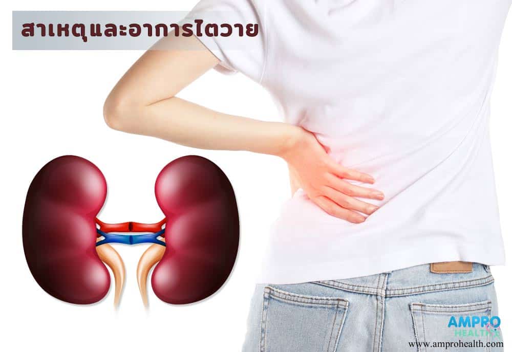 ข้อมูลทั่วไปเกี่ยวกับไต สาเหตุและอาการไตวาย