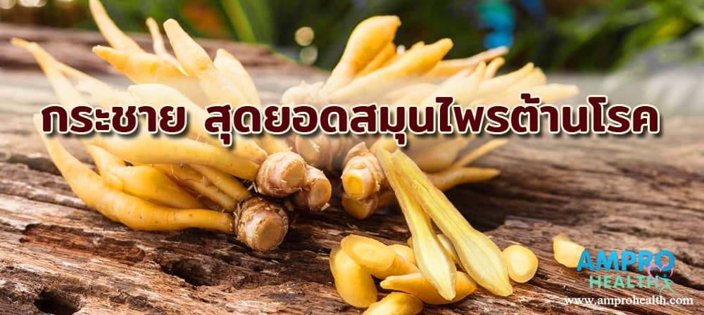 กระชาย สุดยอดสมุนไพรต้านโรค กระชาย สุดยอดสมุนไพรต้านโรค