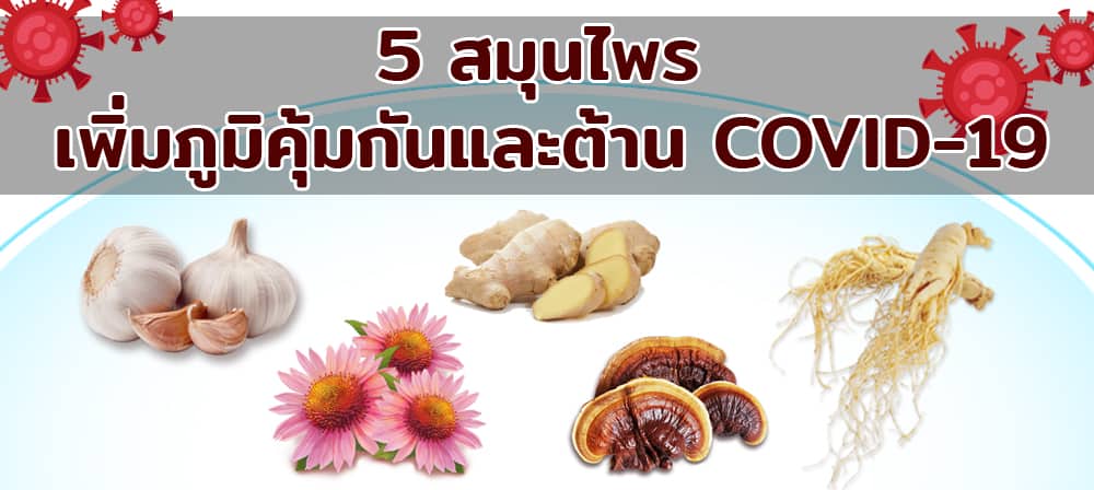 5 สมุนไพร เพิ่มภูมิคุ้มกันและต้าน COVID 19 - 5 สมุนไพร เพิ่มภูมิคุ้มกันและต้าน COVID-19 5 สมุนไพร เพิ่มภูมิคุ้มกันและต้าน COVID-19