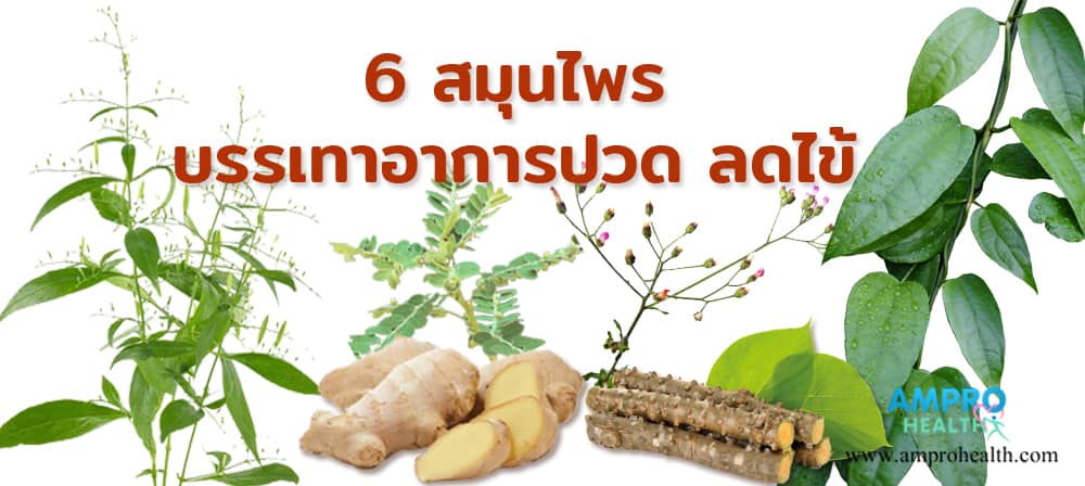 6 สมุนไพร บรรเทาอาการปวด ลดไข้ 6 สมุนไพร บรรเทาอาการปวด ลดไข้