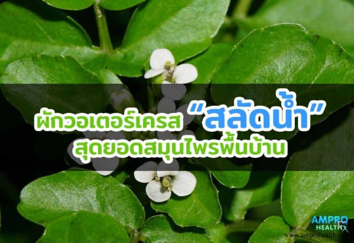 ผักวอเตอร์เครส สลัดน้ำ สุดยอดสมุนไพรพื้นบ้านป้องกันมะเร็ง