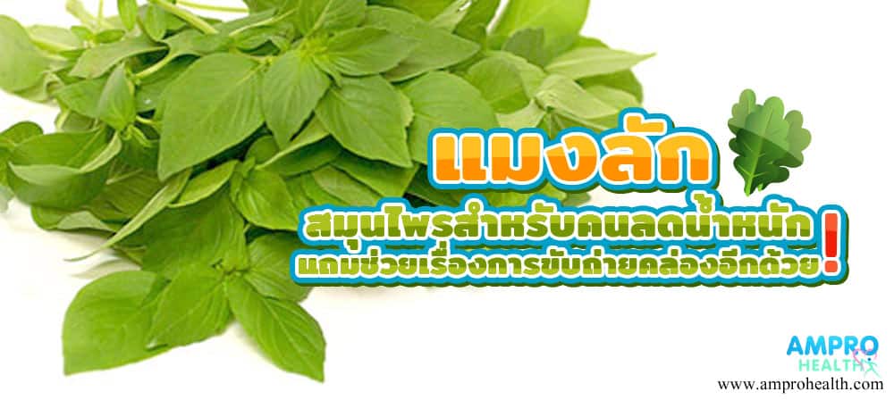 แมงลัก สมุนไพรสำหรับคนลดน้ำหนัก แถมช่วยเรื่องการขับถ่ายคล่องอีกด้วย! แมงลัก สมุนไพรสำหรับคนลดน้ำหนัก แถมช่วยเรื่องการขับถ่ายคล่องอีกด้วย!