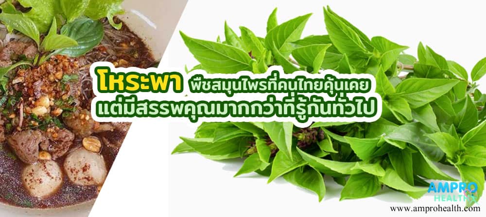 โหระพา พืชสมุนไพรที่คนไทยคุ้นเคย แต่มีสรรพคุณมากกว่าที่รู้กันทั่วไป โหระพา พืชสมุนไพรที่คนไทยคุ้นเคย แต่มีสรรพคุณมากกว่าที่รู้กันทั่วไป