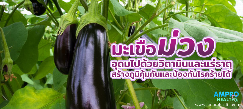 มะเขือม่วง อุดมไปด้วยวิตามินและแร่ธาตุ สร้างภูมิคุ้มกันและป้องกันโรคร้ายได้ มะเขือม่วง อุดมไปด้วยวิตามินและแร่ธาตุ สร้างภูมิคุ้มกันและป้องกันโรคร้ายได้