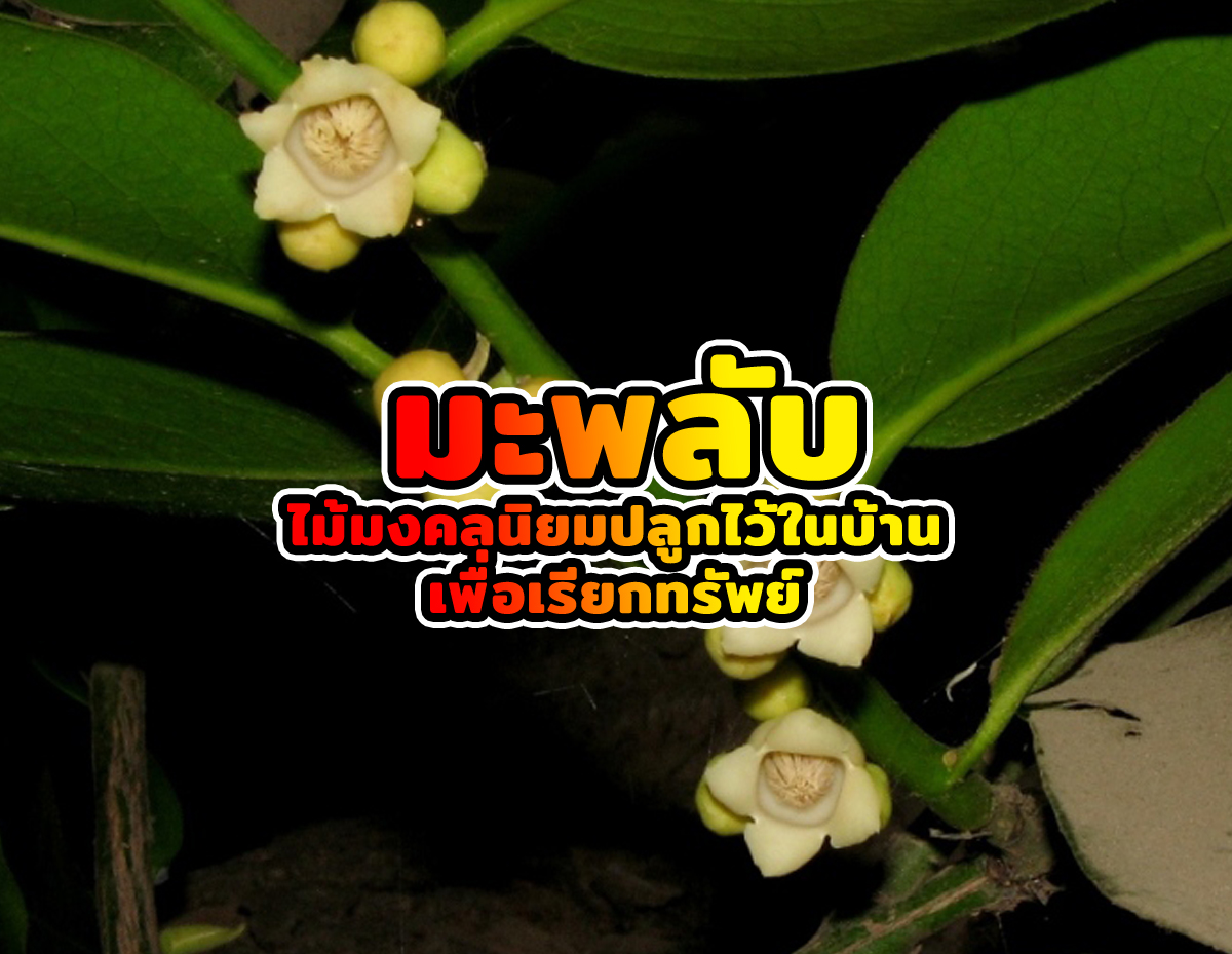 มะพลับ 1 - มะพลับ ไม้มงคลนิยมปลูกไว้ในบ้านเพื่อเรียกทรัพย์ มะพลับ