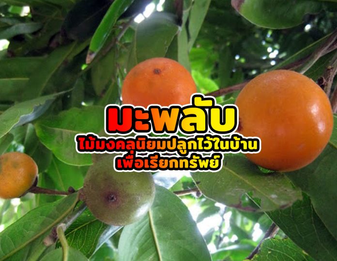 มะพลับ มะพลับ