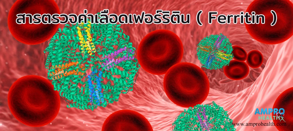 สารตรวจค่าเลือดเฟอร์ริติน ( Ferritin )