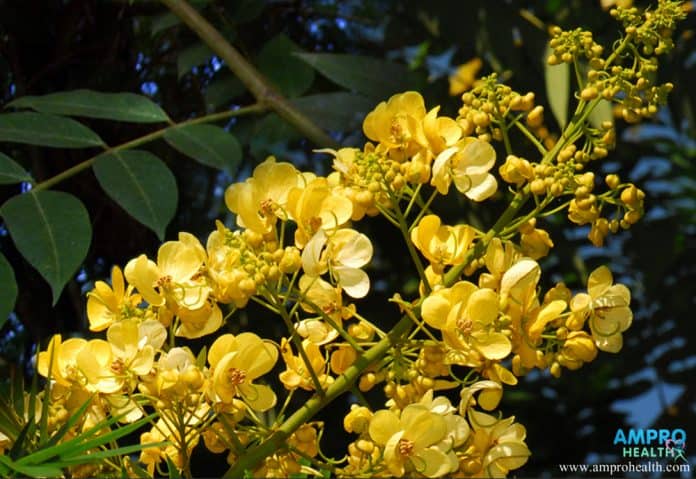 สรรพคุณและประโยชน์ของขี้เหล็ก (Thai Copper Pod)