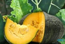 ฟักทอง ( Pumpkin ) สรรพคุณและประโยชน์ของฟักทอง ฟักทอง