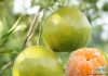 ประโยชน์ของส้มและสรรพคุณของส้ม ( Orange )