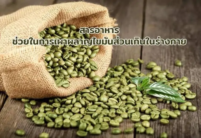 สารอาหารช่วยในการเผาผลาญไขมันส่วนเกินในร่างกาย