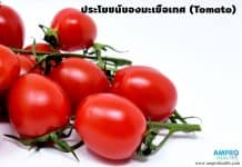สรรพคุณและประโยชน์ของ มะเขือเทศ ( Tomato ) มะเขือเทศ