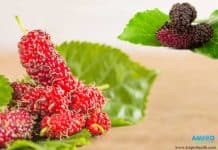 มัลเบอร์รี่ ( Mulberry ) สารอาหารมหัศจรรย์ในผลจิ๋ว สารอาหารมหัศจรรย์ในมัลเบอร์รี่ (Mulberry)