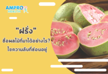 “ฝรั่ง” ชื่อผลไม้ที่มาได้อย่างไร? ไขความลับที่ซ่อนอยู่ "ฝรั่ง" ชื่อผลไม้ที่มาได้อย่างไร? ไขความลับที่ซ่อนอยู่