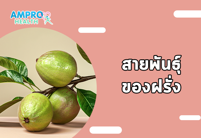 สายพันธุ์ของฝรั่ง