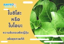 ใบชิโสะ หรือใบโอบะ ความลับของพืชญี่ปุ่นเพื่อสุขภาพที่ดี ใบชิโสะ หรือใบโอบะ ความลับของพืชญี่ปุ่นเพื่อสุขภาพที่ดี