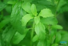 สารให้รสหวานแทนน้ำตาล สารให้รสหวานแทนน้ำตาล