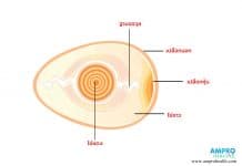 อัลบูมิน คืออะไร ? ( Albumin ) อัลบูมินในไข่ขาว