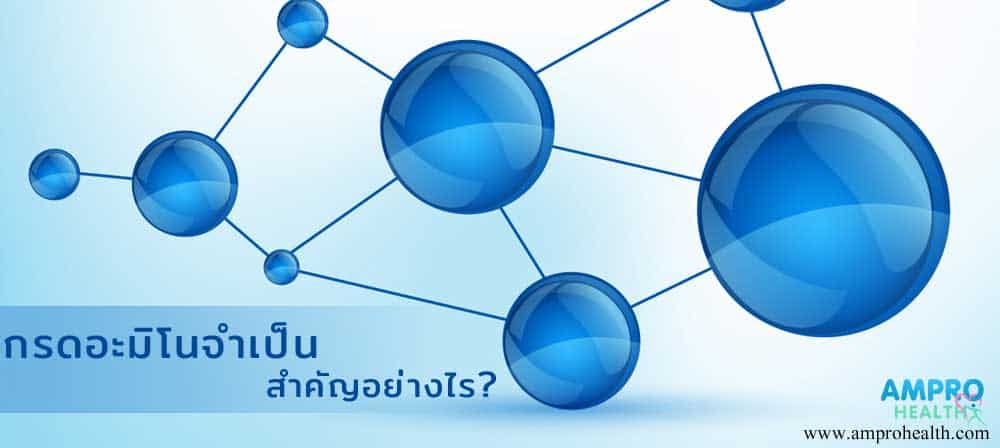 กรดอะมิโนจำเป็น สำคัญอย่างไร ? (Amino Acids)