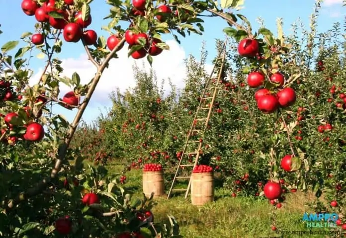 คุณประโยชน์ของแอปเปิ้ล (Apple Benefits)