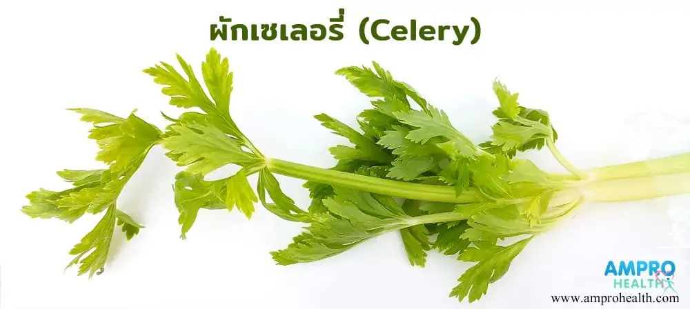 เซเลอรี่ (Celery)
