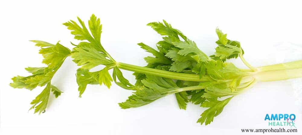 ผักเซเลอรี่ (Celery) คืออะไร ผักเซเลอรี่ (Celery) คืออะไร