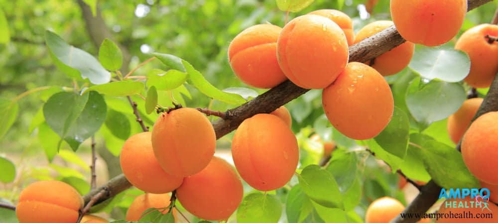 ประโยชน์ของแอปริคอต (Apricots)