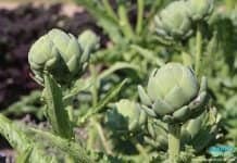 ประโยชน์ดี ๆ จากอาร์ติโชค ( Artichoke ) ประโยชน์ดีๆจากอาร์ติโชค (Artichoke)