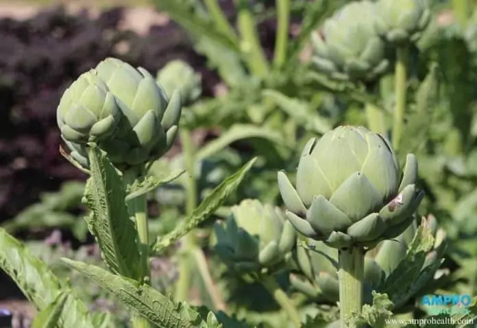 ประโยชน์ดีๆจากอาร์ติโชค (Artichoke)