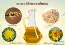 ประเภทและประโยชน์ของน้ำมันไขจากพืช ประเภทและประโยชน์ของน้ำมันไขจากพืช