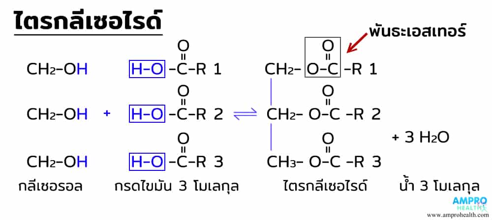 ไตรกลีเซอไรด์ พันธะไตรกลีเซอไรด์