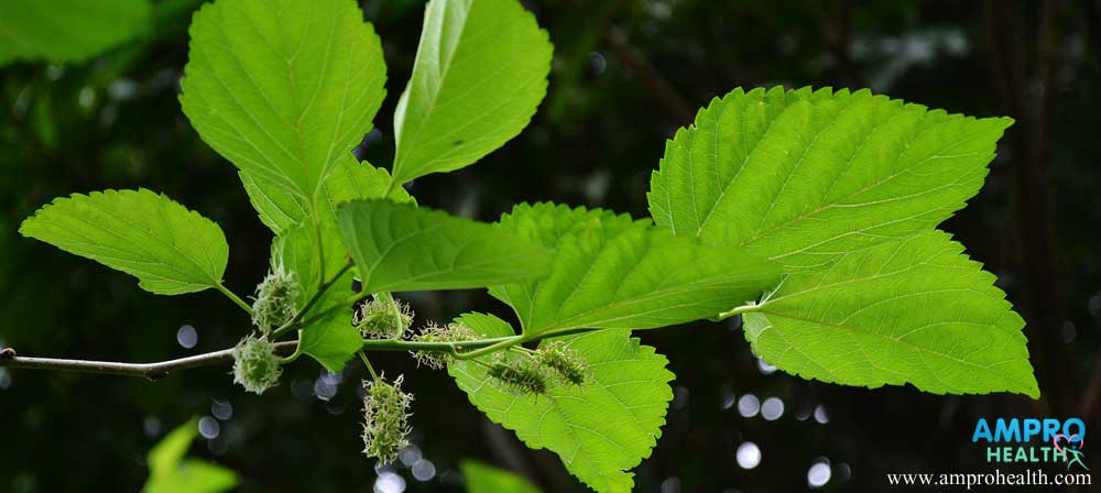 แอนโทไซยานิน สารสีน้ำเงินเพื่อสุขภาพในมัลเบอร์รี่