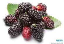 แอนโทไซยานิน ( Anthocyanin ) สารสีน้ำเงินเพื่อสุขภาพ แอนโทไซยานิน สารสีน้ำเงินเพื่อสุขภาพในมัลเบอร์รี่