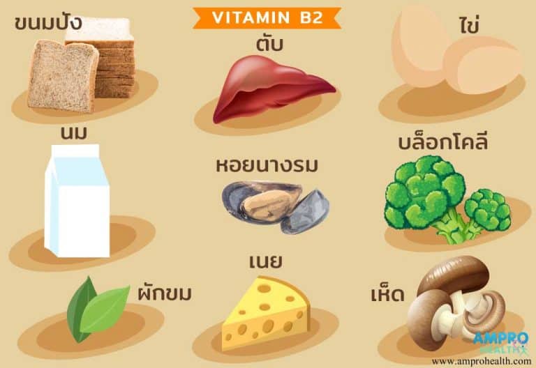 บทบาทหน้าที่ของวิตามินบี 2 (Riboflavin – Vitamin B2)