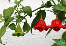 ประโยชน์ของพริกระฆังหรือพริกหวาน ( Bell Pepers ) ประโยชน์ของพริกระฆังหรือพริกหวาน (Bell Pepers)