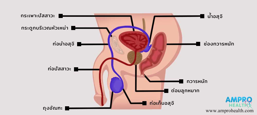 โรคมะเร็งองคชาติ (Penile Cancer)