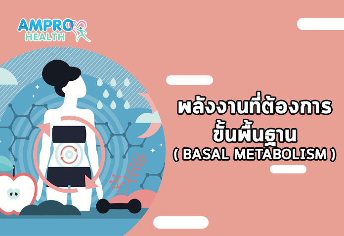 พลังงานที่ต้องการขั้นพื้นฐาน ( Basal Metabolism )