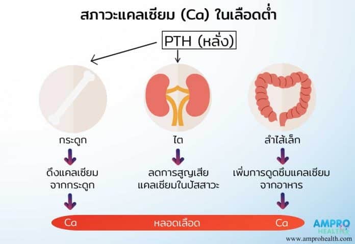 การตรวจปัสสาวะหาค่า Urine Calcium