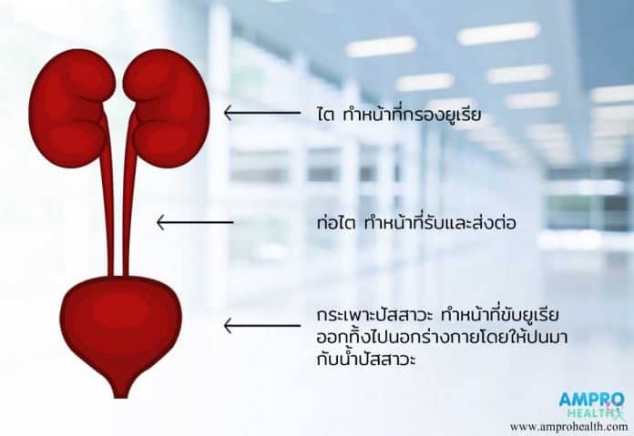 การตรวจปัสสาวะหาค่า Urine Urea N