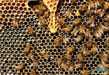 น้ำตาลธรรมชาติ ใช้ได้มากน้อยแค่ไหน อย่างไร? น้ำตาลธรรมชาติใช้ได้มากน้อยแค่ไหน อย่างไร?