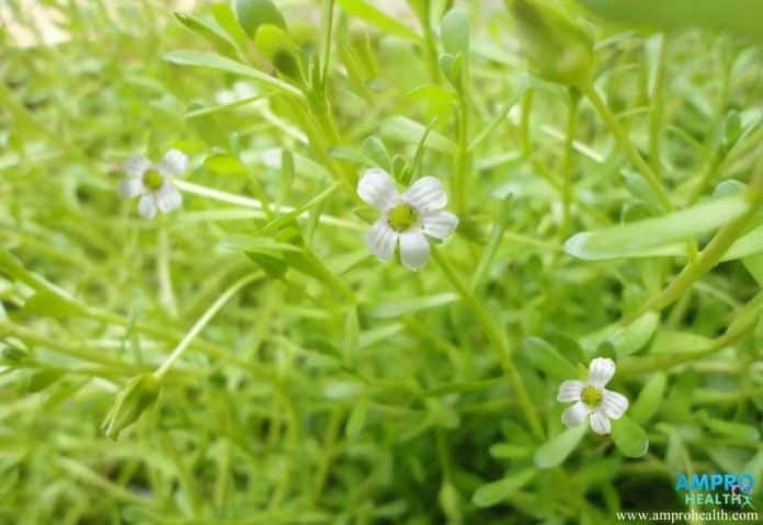 ประโยชน์สำคัญในสมุนไพรพื้นบ้านผักพรมมิ (Brammi)