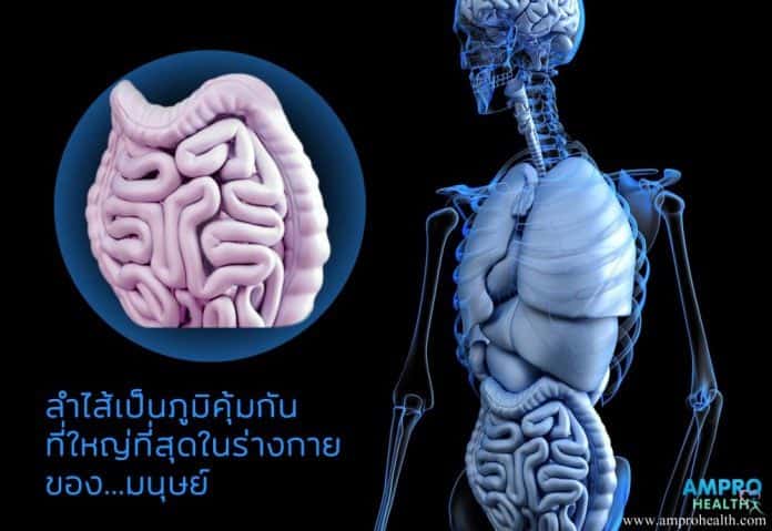 ลำไส้และจิตใจกำหนดพลังภูมิคุ้มกันที่ใหญ่สุดในร่างกาย