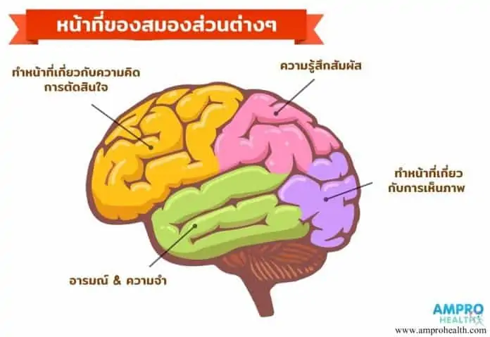 ความสำคัญของสมองกับความจำ