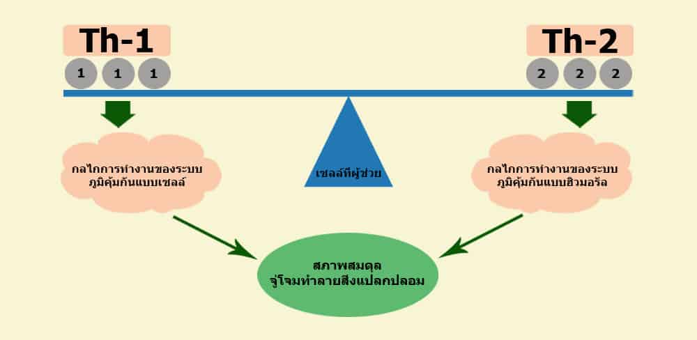 แผนภูมิรูปภาพแสดงการทำงานของระบบภูมิคุ้มกัน