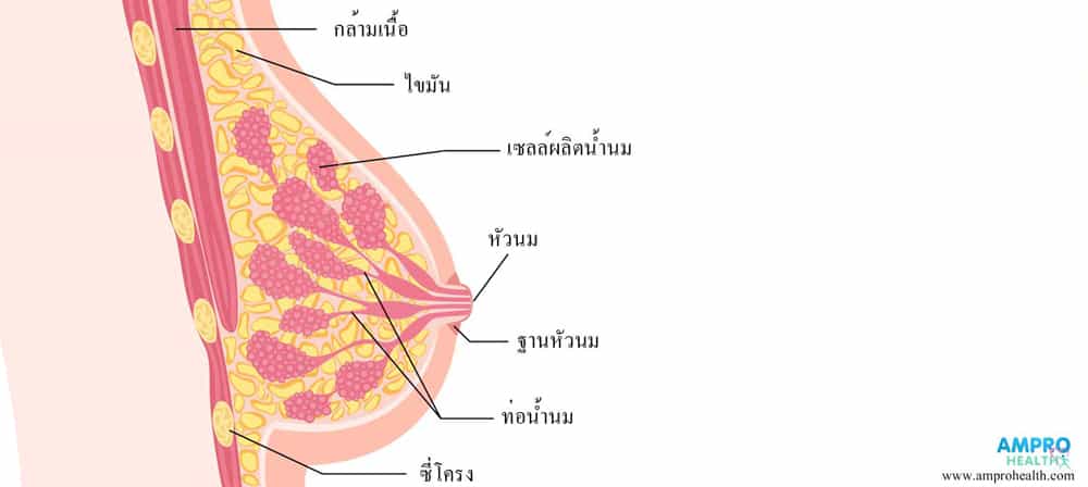 ส่วนประกอบภายในเต้านมของผู้หญิง มีกล้ามเนื้อ ไขมัน ท่อน้ำนม เซลล์ผลิตน้ำนม ฐานนม หัวหัว