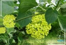 ประโยชน์ทางยาของ ต้นกระทุงหมาบ้า ประโยชน์ทางยาของต้นกระทุงหมาบ้า