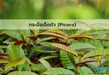 ต้นกระบือเจ็ดตัว พืชสมุนไพรโบราณประโยชน์หลากหลาย ประโยชน์ของต้นกระบือเจ็ดตัว พืชสมุนไพรโบราณ