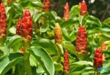 ไพล ประโยชน์และสรรพคุณที่ใครหลายคนเคยมองข้าม ประโยชน์และสรรพคุณของ ไพล