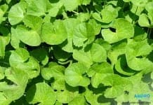 บัวบก หรือใบบัวบก มิได้มีดีแค่แก้ช้ำใน "ใบบัวบก" มิได้มีดีแค่แก้ช้ำใน